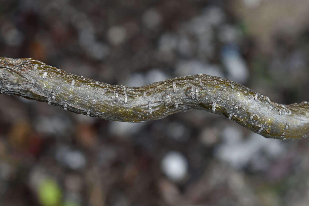 Image of Tinospora smilacina Benth.