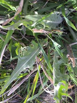 Image of tapertip hawksbeard