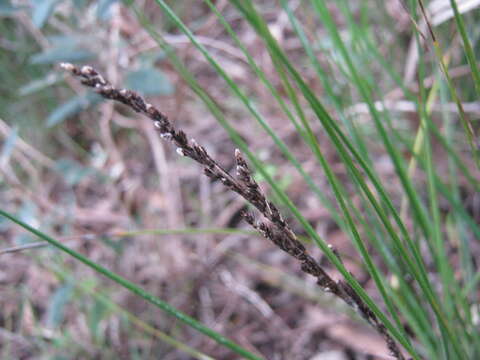 Image of Gahnia deusta (R. Br.) Benth.