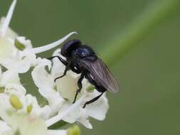 Image of Litophasia hyalipennis (Fallen 1815)