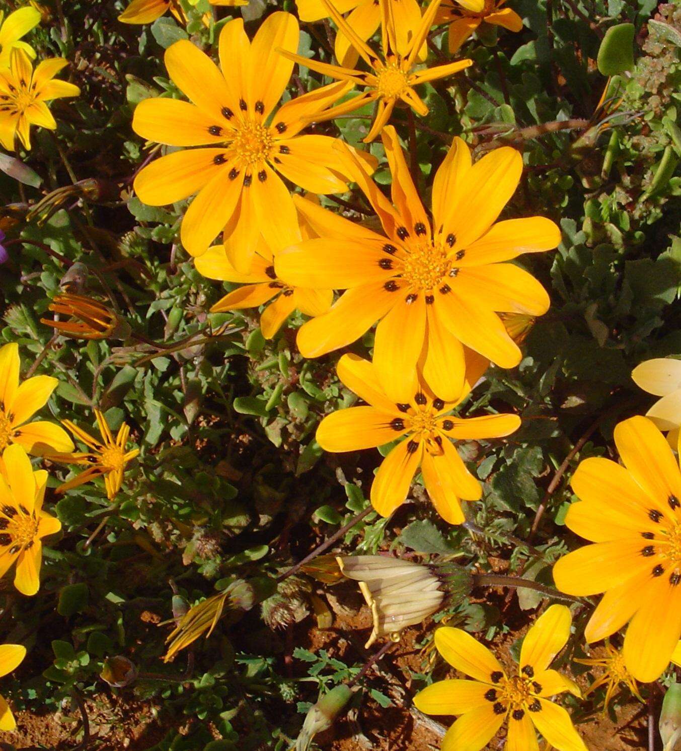 Image of Gazania lichtensteinii Less.