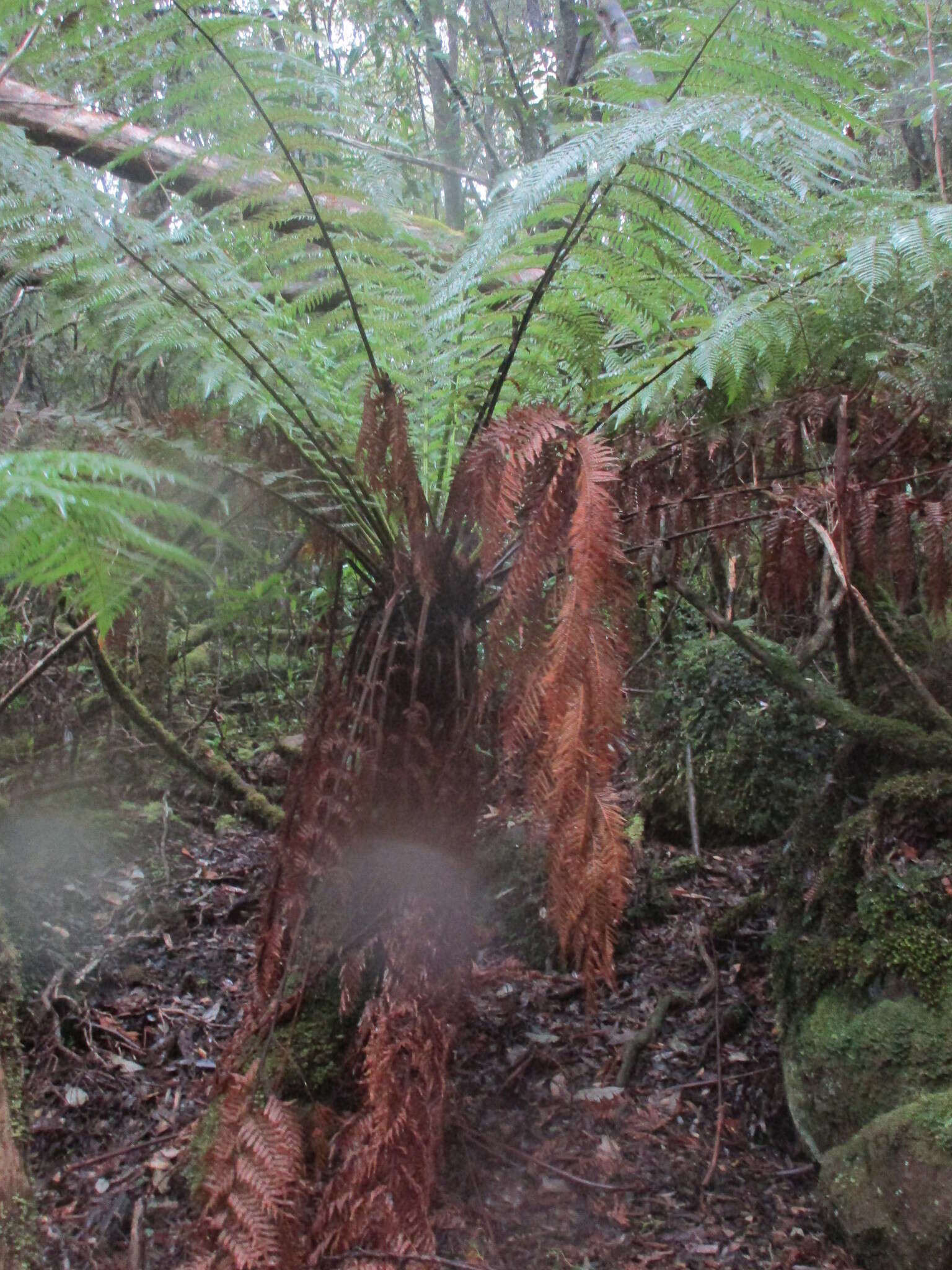 Image of Australian Tree Fern