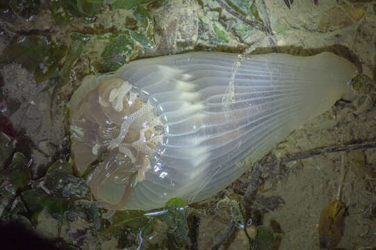 Image of Dofleinia Wassilieff 1908