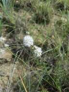 Image de Dalea multiflora (Nutt.) Shinners