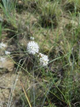 Image of roundhead prairie clover