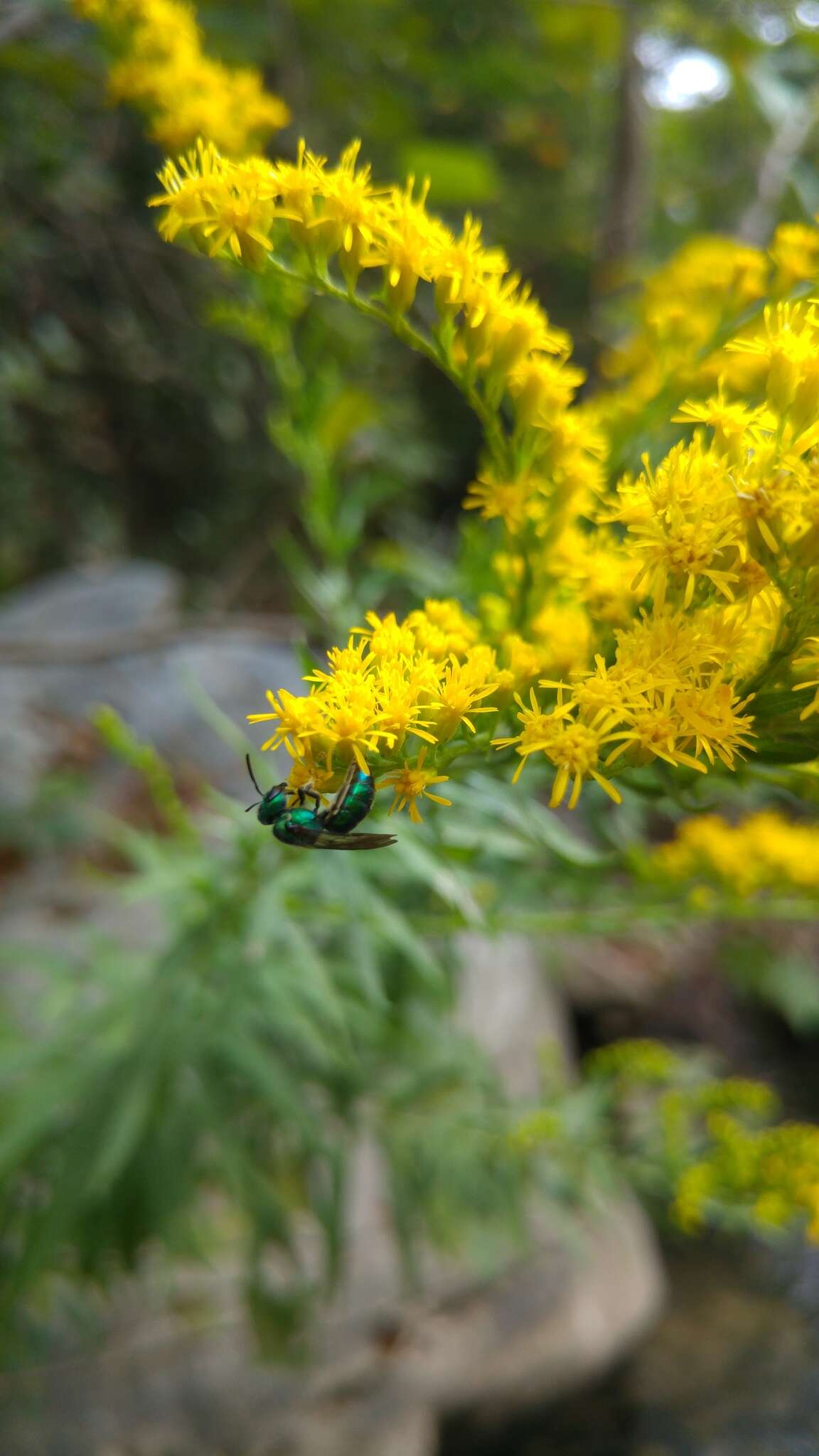 Augochlora azteca (Vachal 1911)的圖片