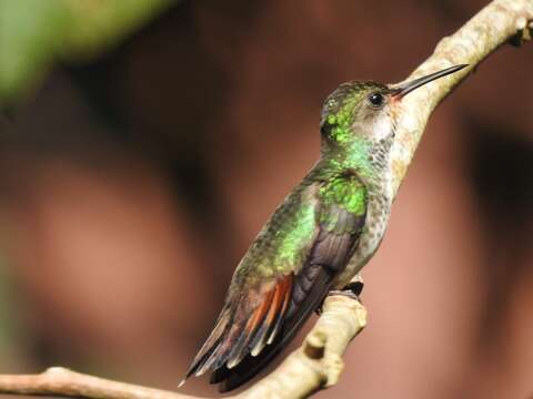 Image of Rufous-throated Sapphire