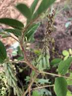 Indigofera astragalina DC.的圖片