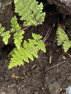 Image of Fendler's lipfern