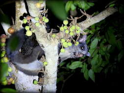 Image of Indian Giant Flying Squirrel