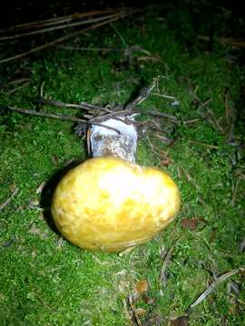 Image of Suillus acidus (Peck) Singer 1945