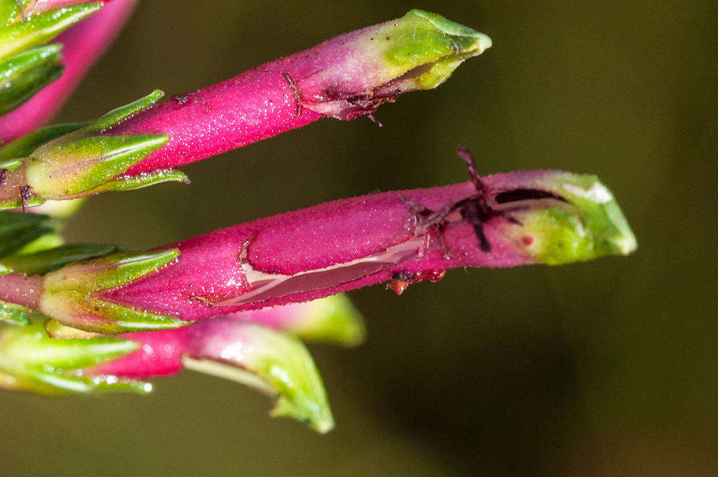 Image de <i>Erica <i>fascicularis</i></i> subsp. fascicularis