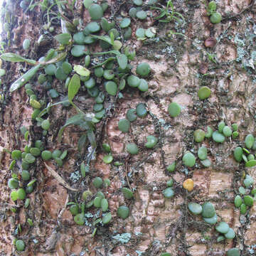 Image of Dragons scale fern