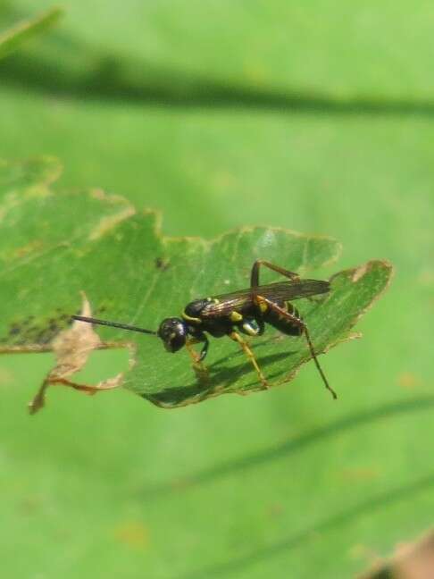 Image of Spider wasp