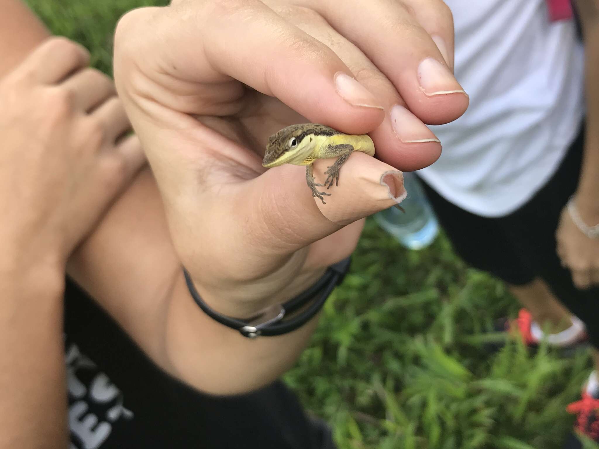 Image of Sharp-mouthed lizard