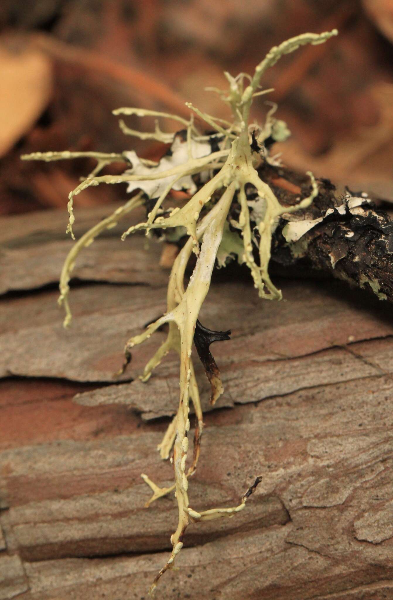 Imagem de Ramalina farinacea (L.) Ach.