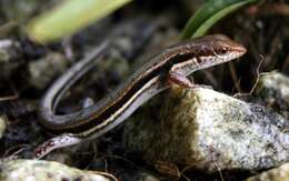 Image of Line-spotted Forest Skink