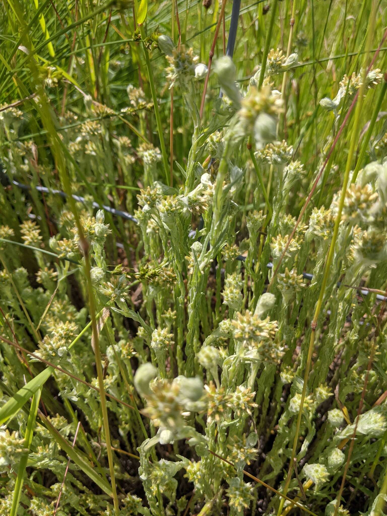 Image of common cottonrose