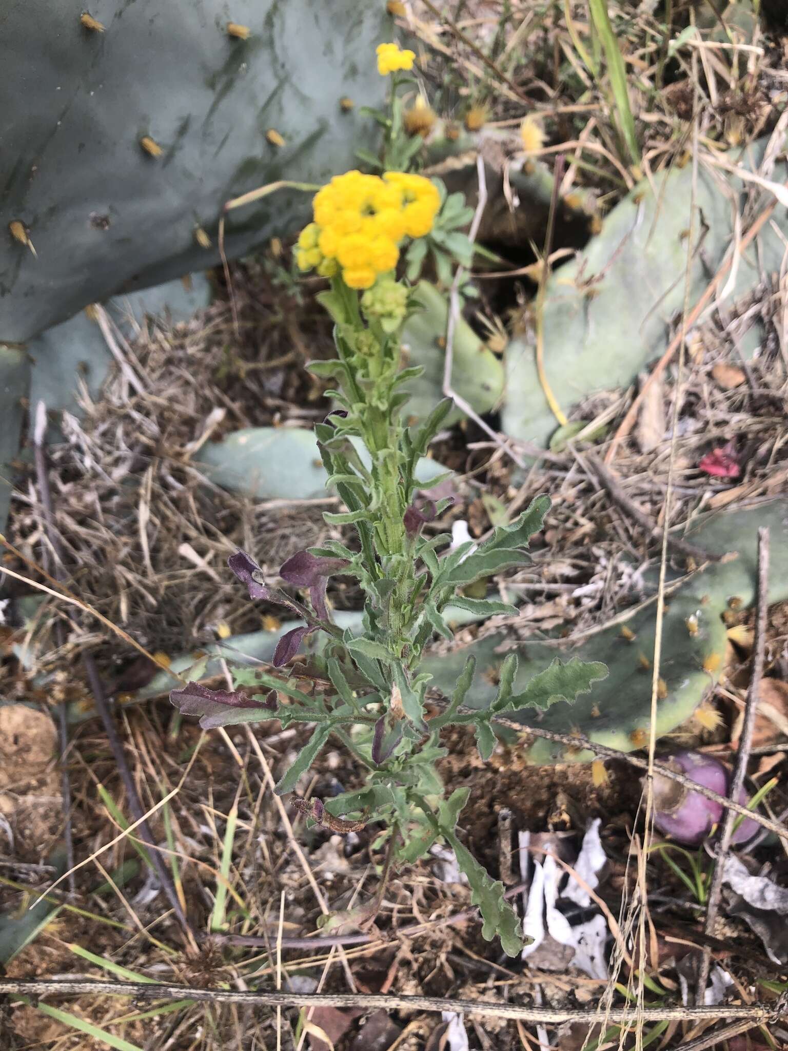 Imagem de Nidorella resedifolia subsp. resedifolia