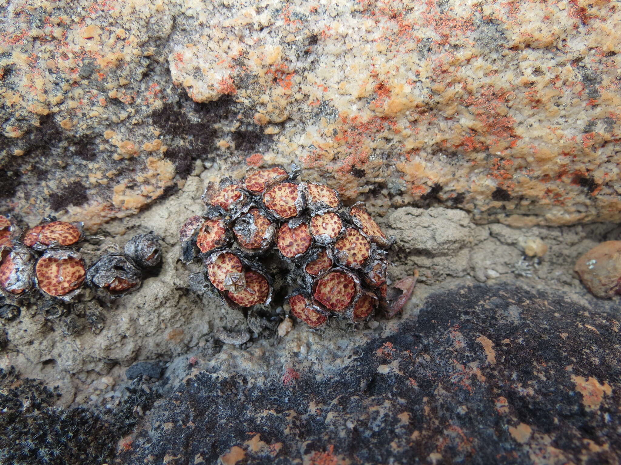 Image of Conophytum obcordellum (Haw.) N. E. Br.