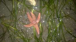 Image of Giant Pink Sea Star