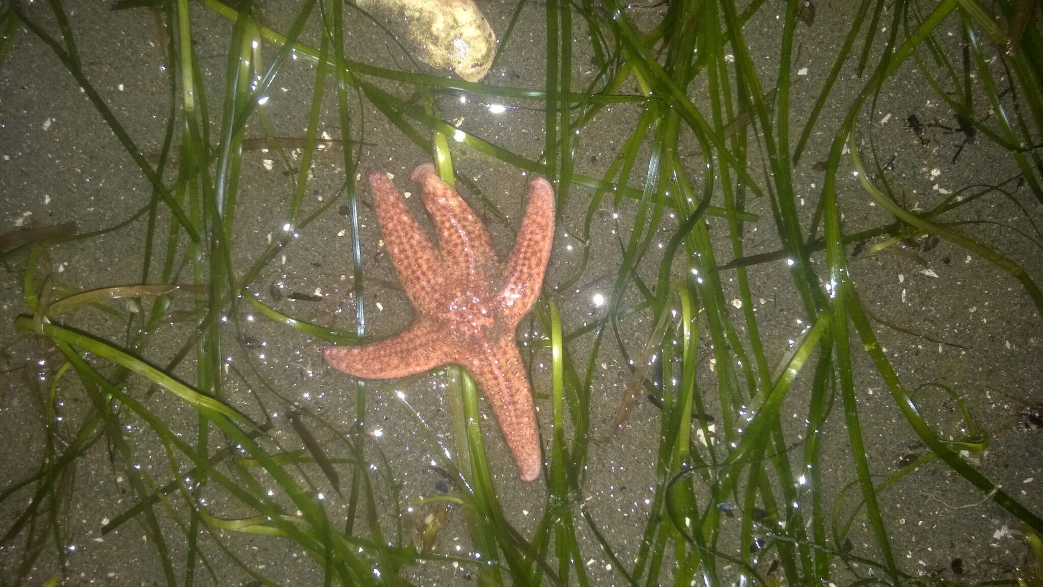 Слика од Pisaster brevispinus (Stimpson 1857)