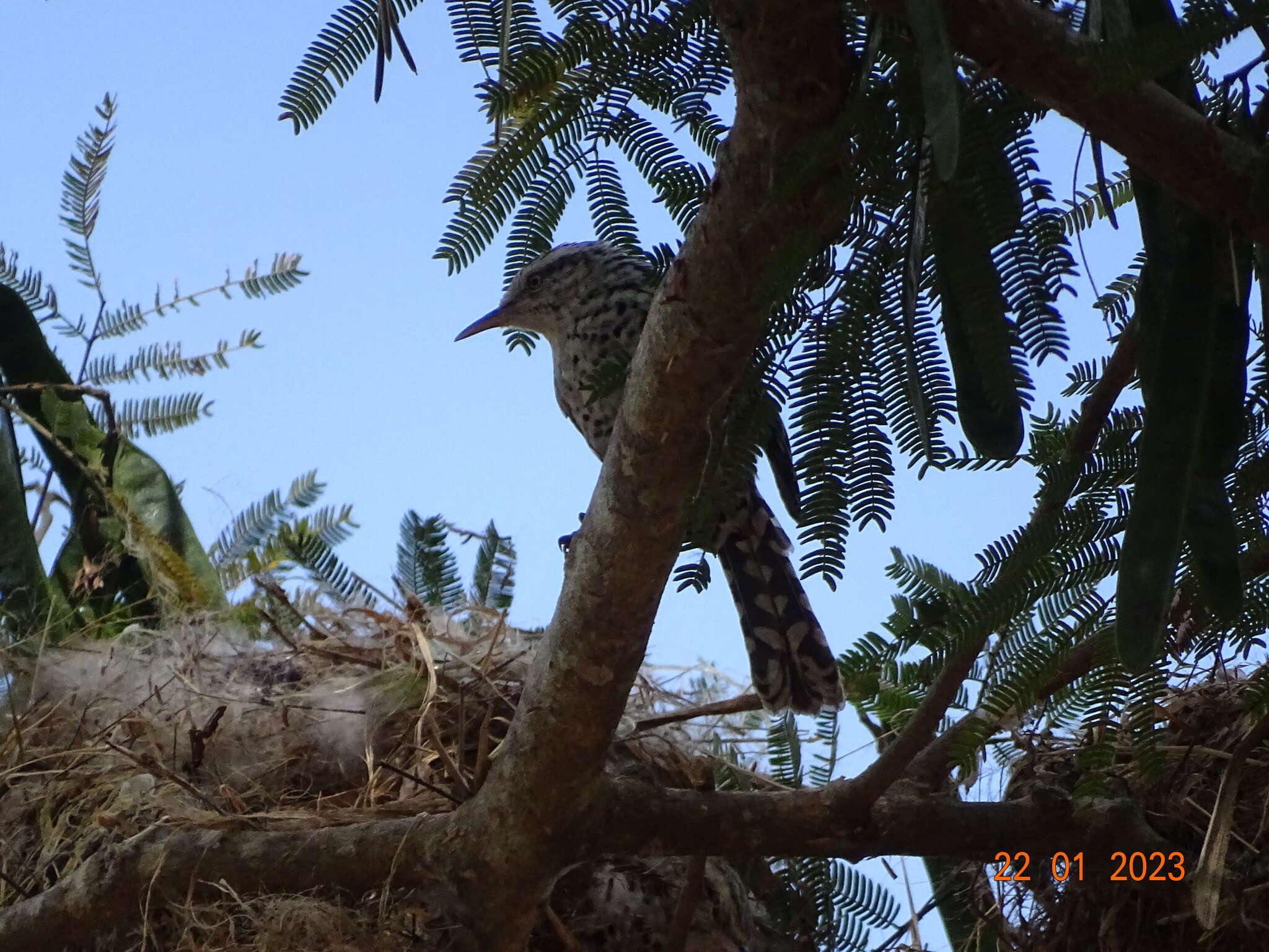 Image of Stripe-backed Wren