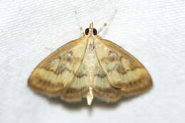 Image of Pale-winged Crocidophora moth