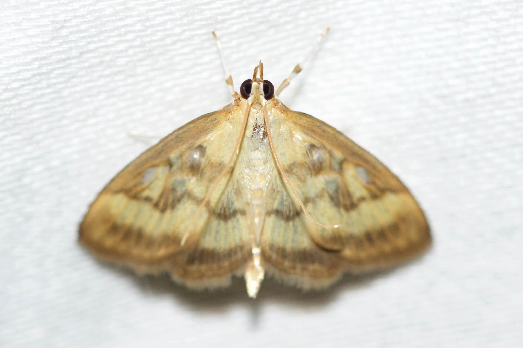 Image of Pale-winged Crocidophora moth