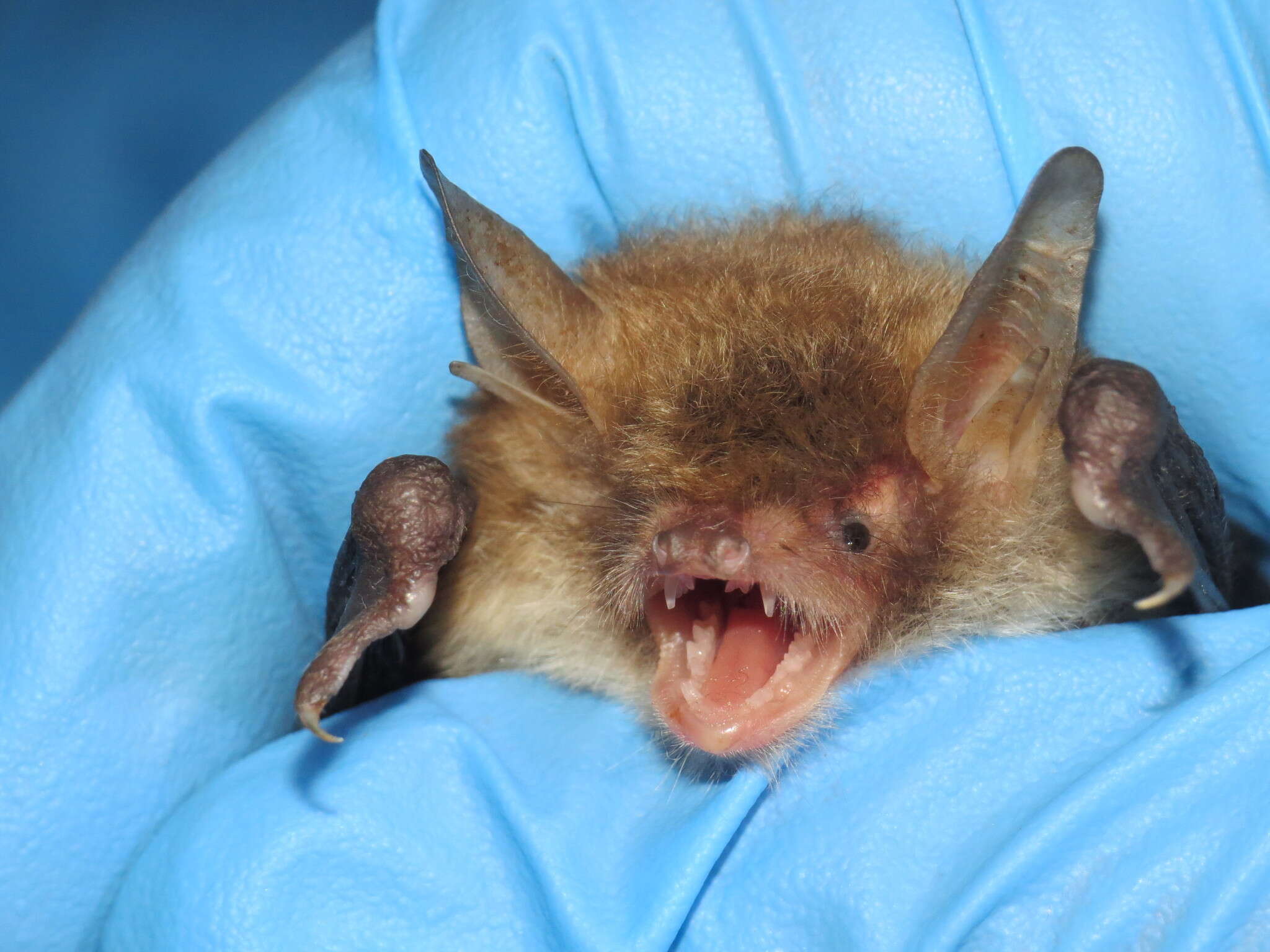 Image of Natterer's Bat