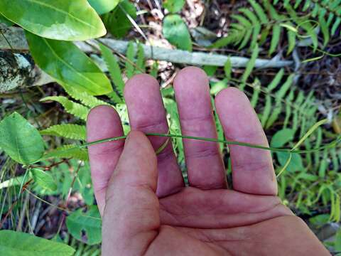 Orthosia scoparia (Nutt.) Liede & Meve的圖片