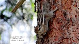 Image of Swinhoe's Striped Squirrel