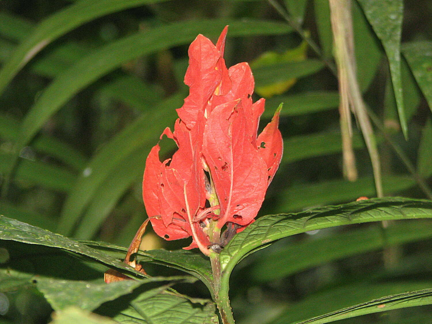 Image of Peruvian wild petunia