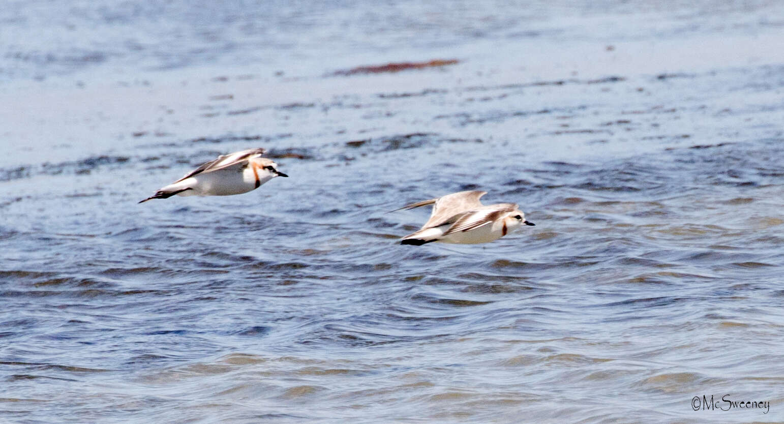 Image of Chestnut-banded Plover