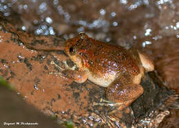 Image of Bombay night frog