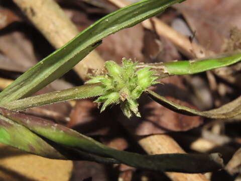 Слика од Scleromitrion verticillatum (L.) R. J. Wang