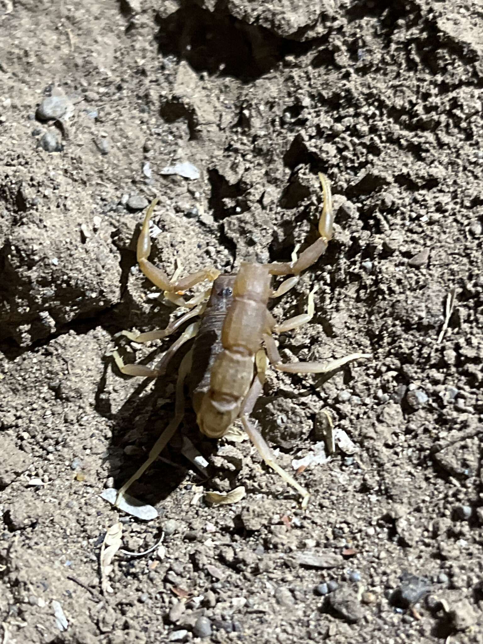 Sivun Parabuthus pallidus Pocock 1895 kuva