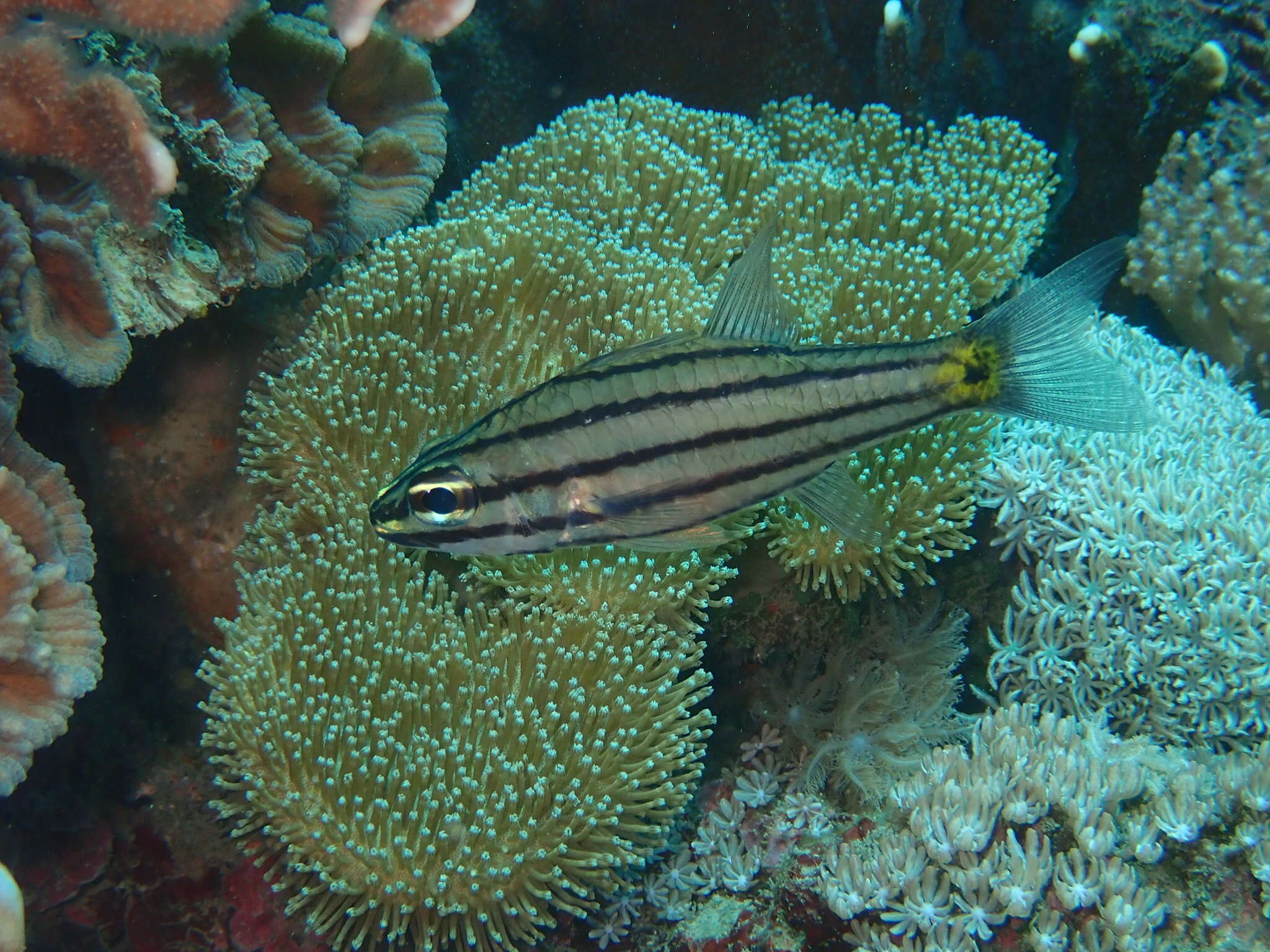 Image of Five-lined cardinalfish