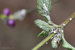 Image of Greenhouse orthezia