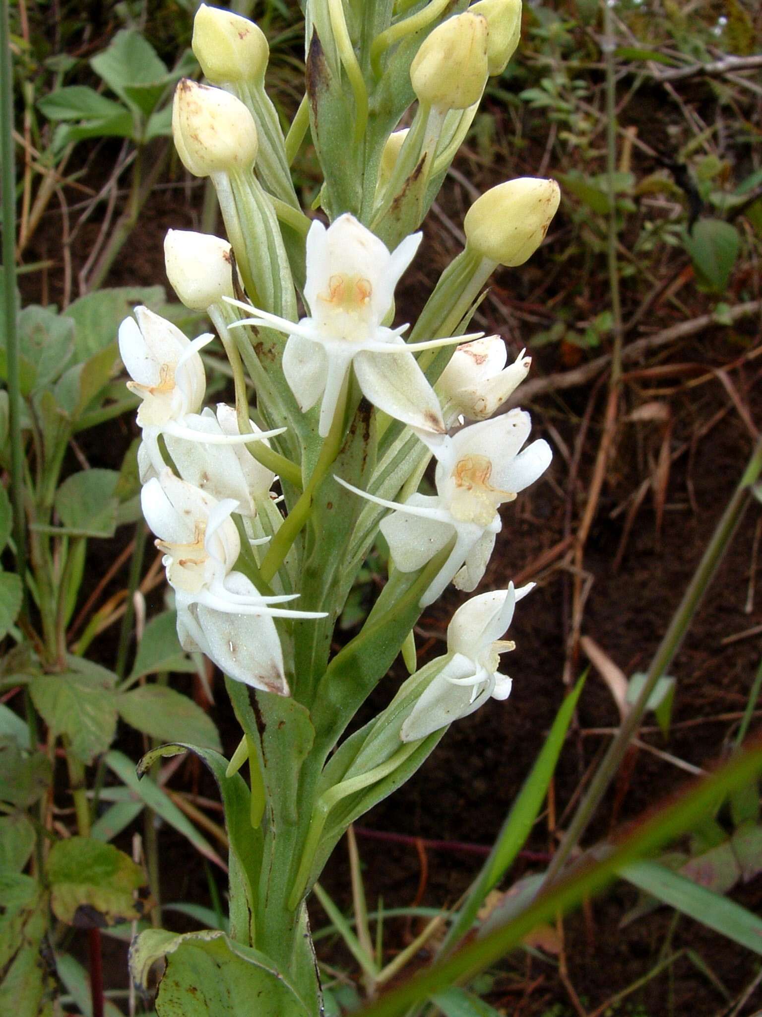 Image of Tropical False Rein Orchid