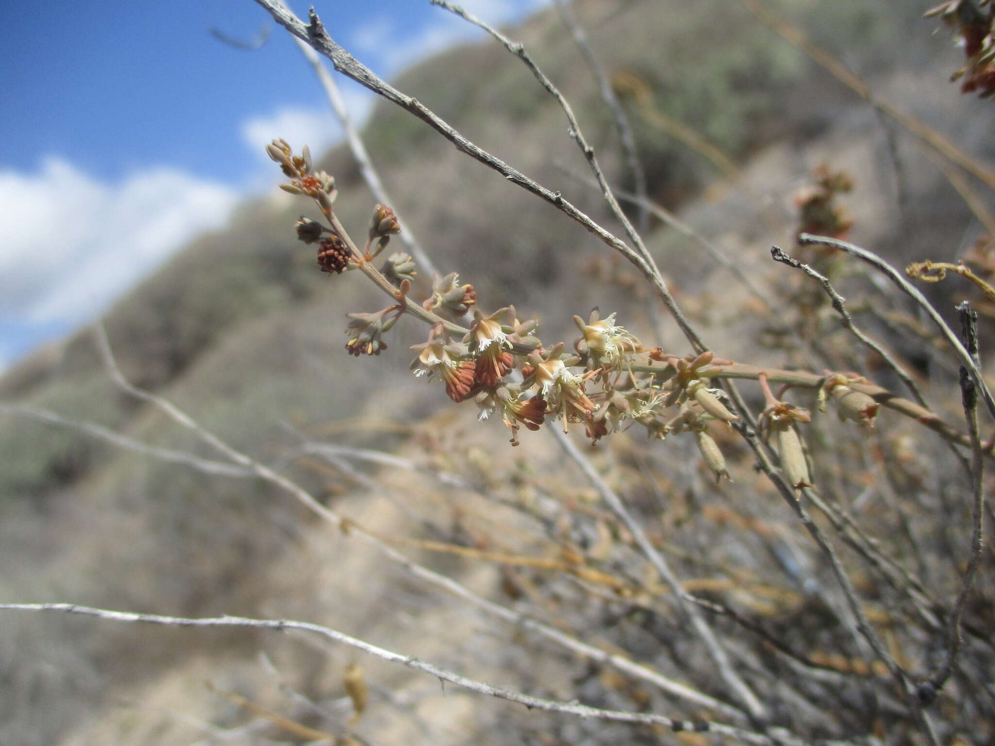 Image of Reseda scoparia Brouss. ex Willd.