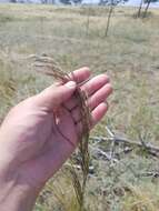 Image of needlegrass