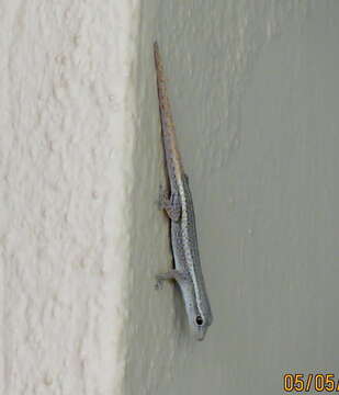 Image of Cameroon Dwarf Gecko