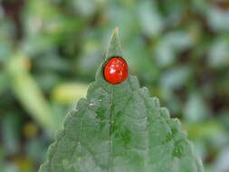 Image of Lady beetle