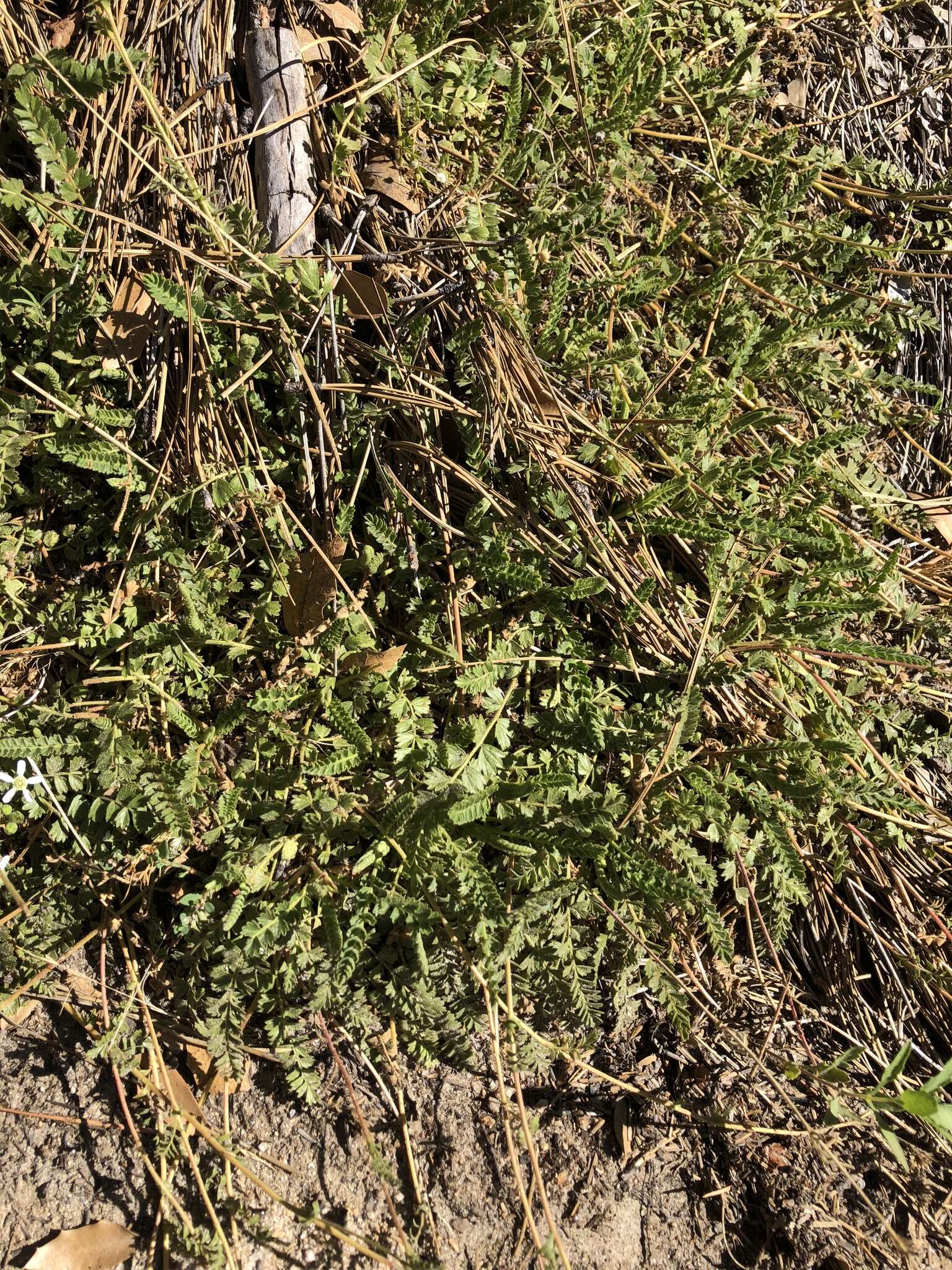 Image of Horkelia clevelandii var. brevibracteata