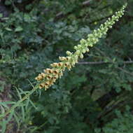 Слика од Digitalis ferruginea subsp. schischkinii (Ivan.) Werner