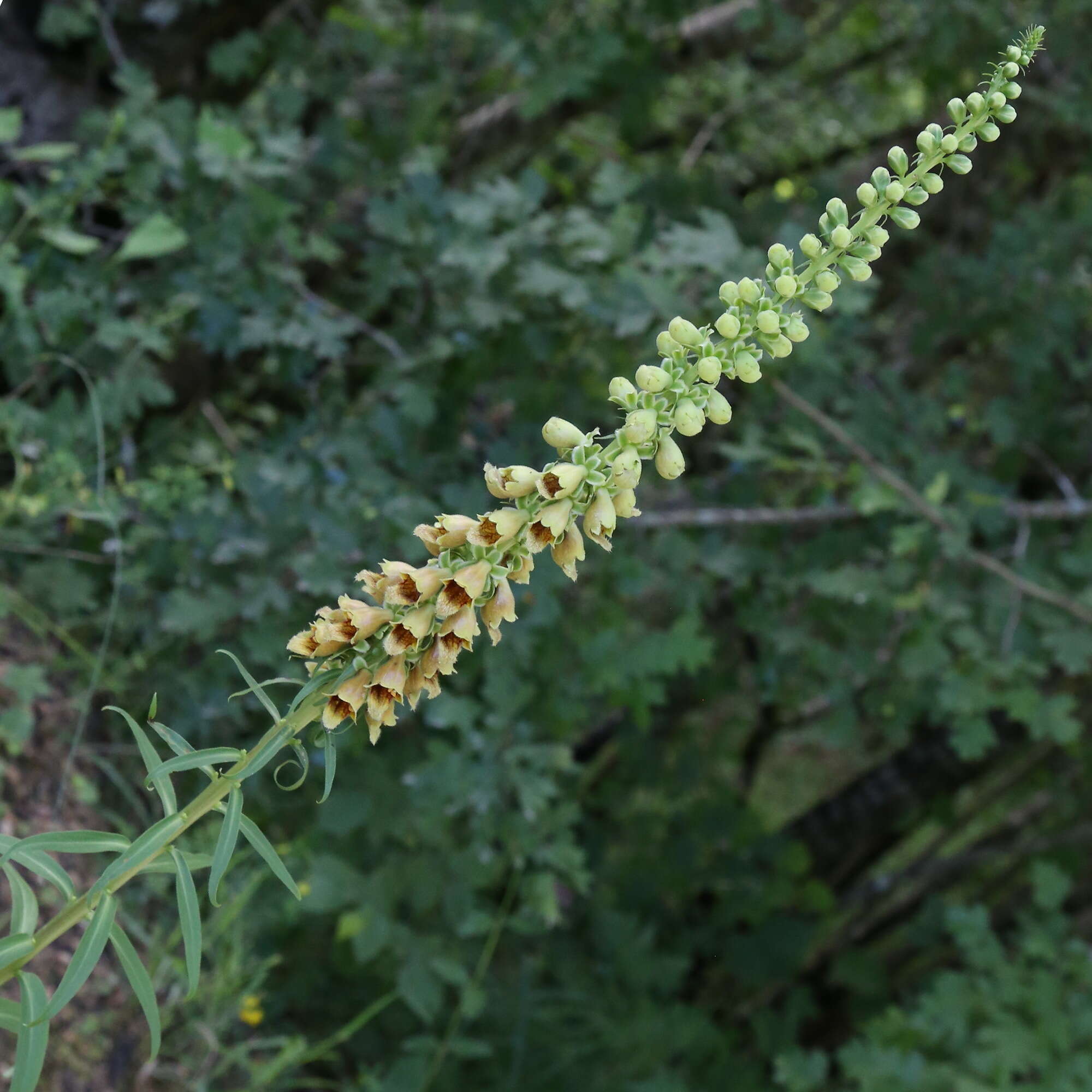 صورة Digitalis ferruginea subsp. schischkinii (Ivan.) Werner