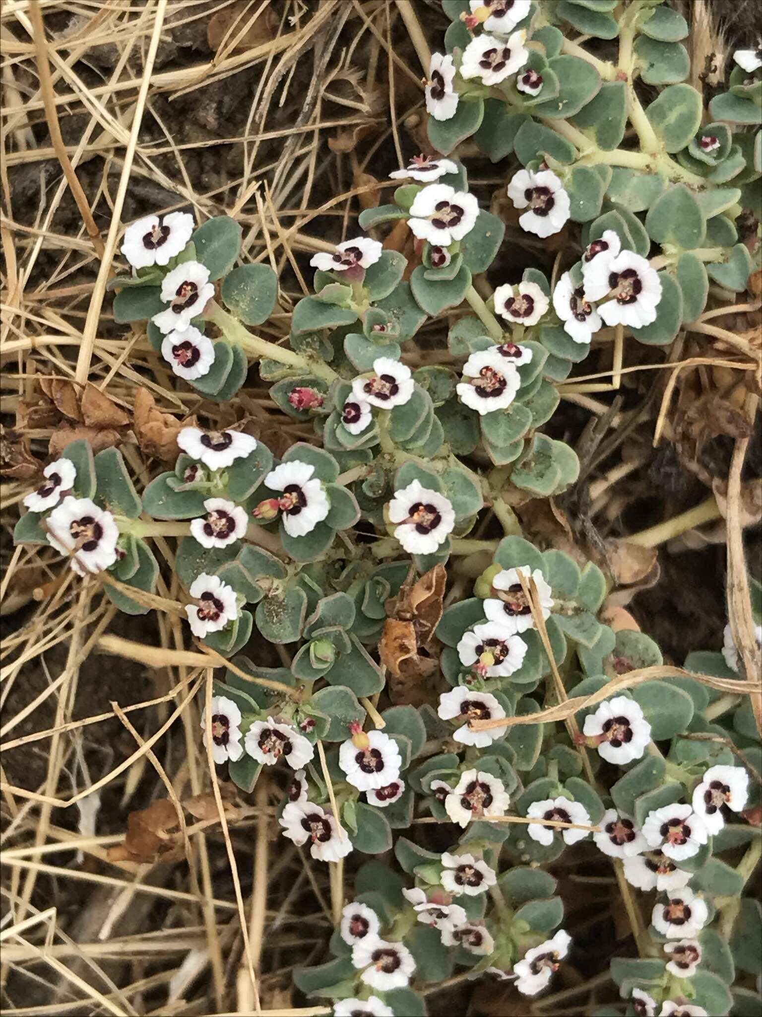 Image de <i>Euphorbia <i>polycarpa</i></i> var. polycarpa