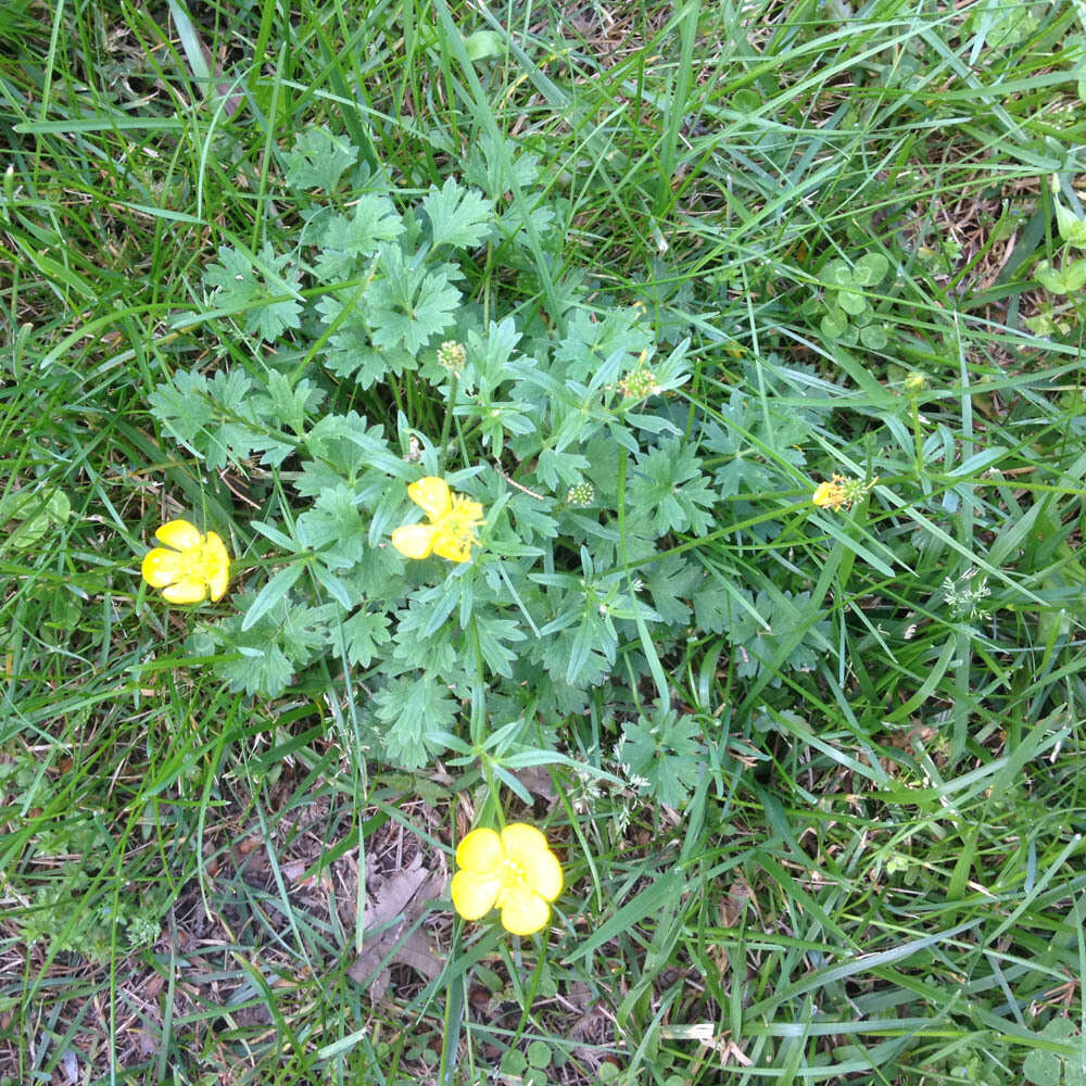 Ranunculus bulbosus L.的圖片