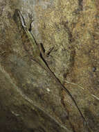 Image of Big-scaled Anole